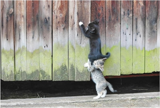 http://theneoshaman.tumblr.com/post/818872148/kitten-teamwork